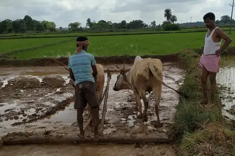 Farming