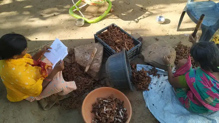 Tamarind Processing 