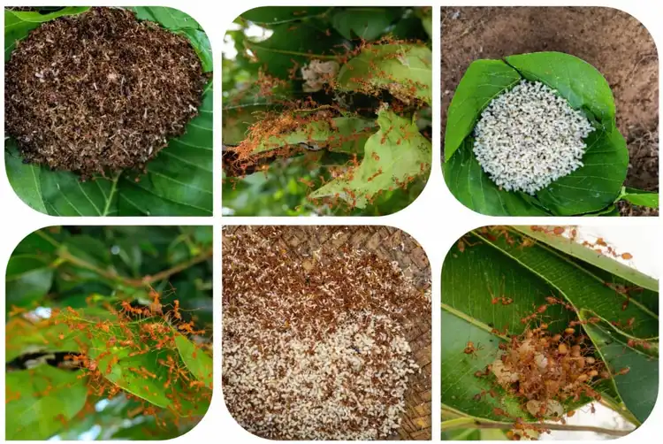 Traditional Ant Chatni